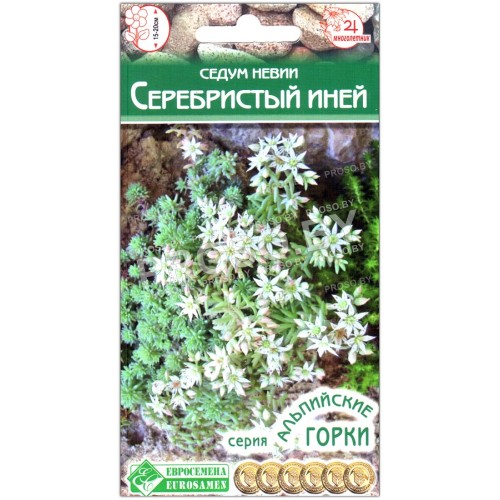 Седум невии Серебристый иней