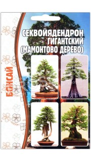 Секвойядендрон Гигантский (мамонтово дерево)