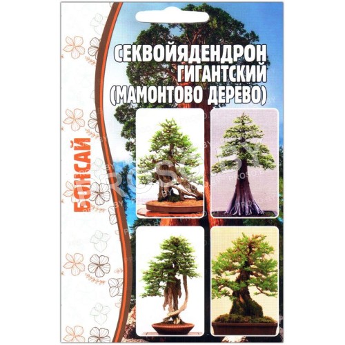Секвойядендрон Гигантский (мамонтово дерево)