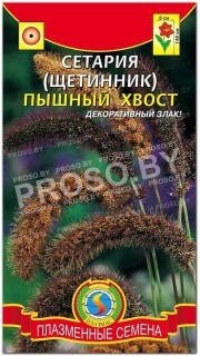 Сетария (щетинник) Пышный хвост