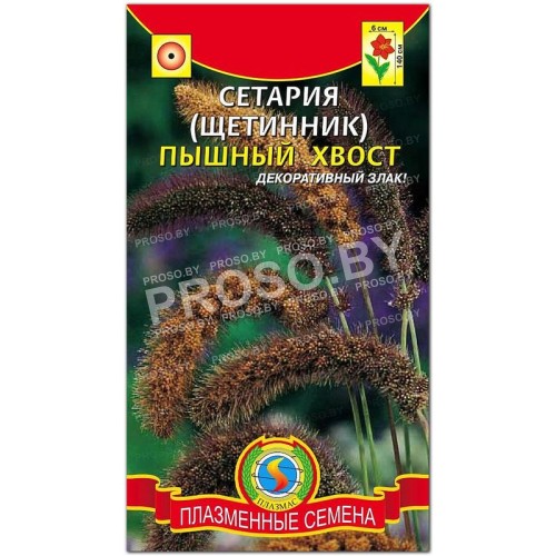 Сетария (щетинник) Пышный хвост