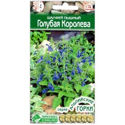 Шалфей пышный Голубая королева