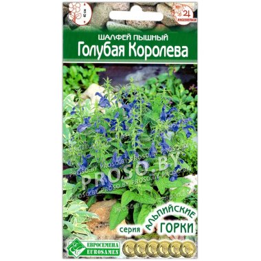 Шалфей пышный Голубая королева