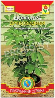 Шеффлера Древовидная