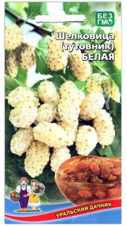 Шелковица (тутовник) Белая