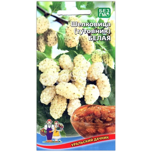 Шелковица (тутовник) Белая