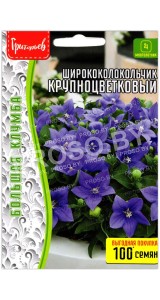 Ширококолокольчик Крупноцветковый