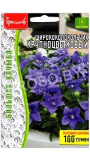 Ширококолокольчик Крупноцветковый