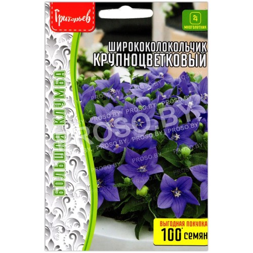 Ширококолокольчик Крупноцветковый