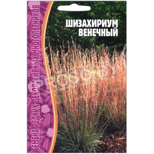Шизахириум Венечный