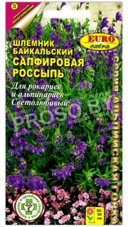 Шлемник байкальский Сапфировая россыпь