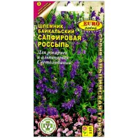 Шлемник байкальский Сапфировая россыпь