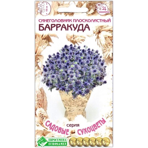 Синеголовник плосколистный Барракуда