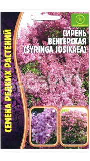 Сирень Венгерская