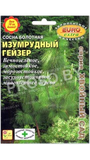 Сосна болотная (длиннохвойная) Изумрудный гейзер