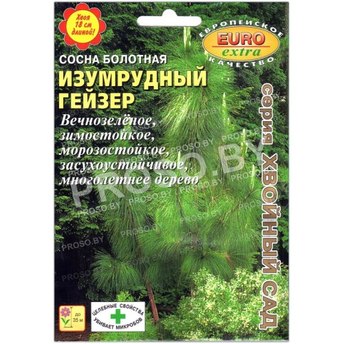 Сосна болотная (длиннохвойная) Изумрудный гейзер