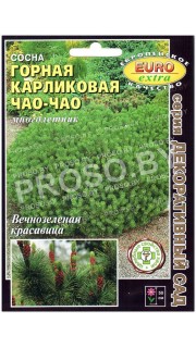 Сосна горная карликовая Чао-Чао
