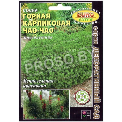 Сосна горная карликовая Чао-Чао