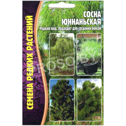 Сосна Юннаньская
