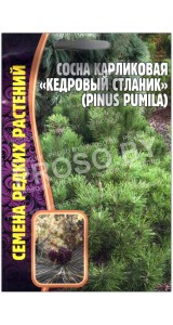 Сосна карликовая Кедровый стланик