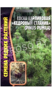 Сосна карликовая Кедровый стланик