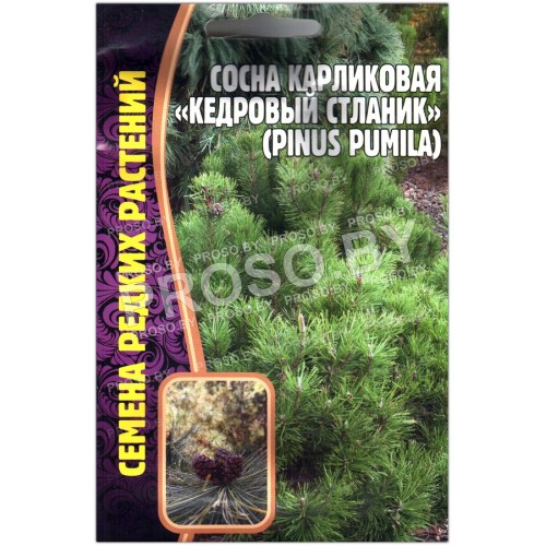 Сосна карликовая Кедровый стланик
