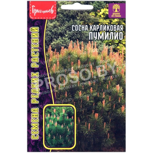 Сосна карликовая Пумилио
