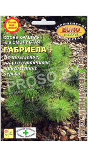 Сосна красная (смолистая) Габриела