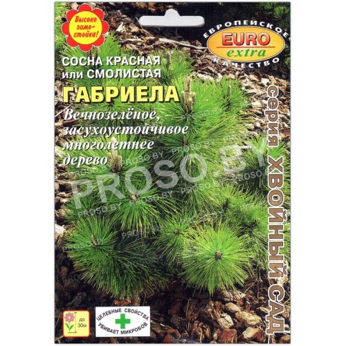 Сосна красная (смолистая) Габриела