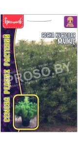 Сосна кустовая Мугус