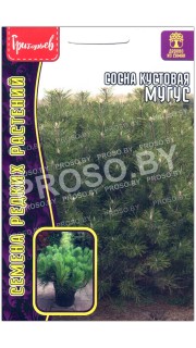 Сосна кустовая Мугус