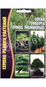 Сосна Тунберга