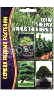 Сосна Тунберга