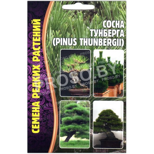 Сосна Тунберга