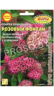 Спирея бумальда Розовый фонтан