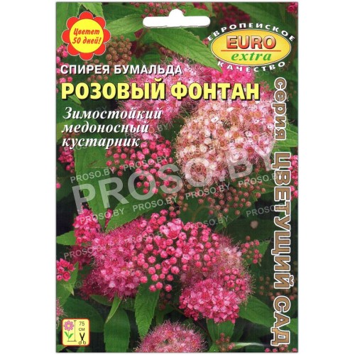 Спирея бумальда Розовый фонтан
