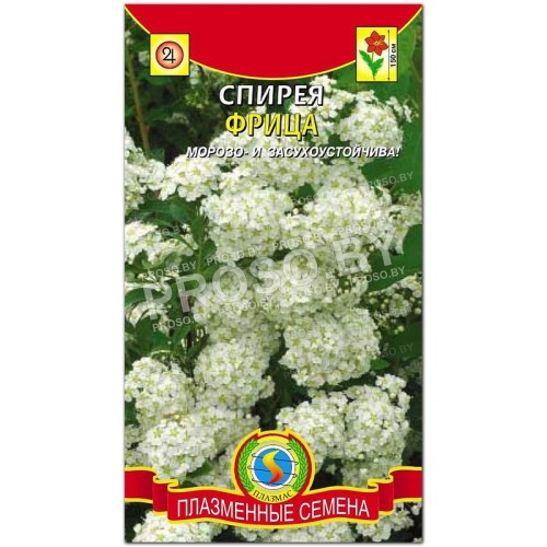 Спирея Фрица