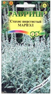 Стахис шерстистый Марвэл