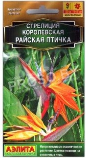 Стрелиция королевская Райская птица (птичка)