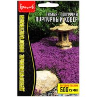 Тимьян (чабрец) Пурпурный ковер