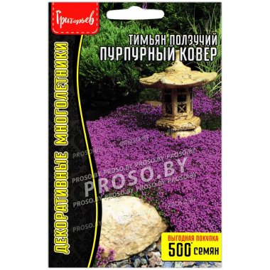 Тимьян (чабрец) Пурпурный ковер