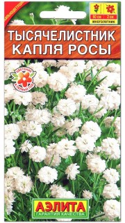 Тысячелистник Капля росы
