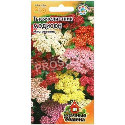 Тысячелистник Мэдисон