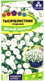 Тысячелистник птармика Белый жемчуг