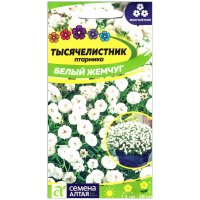 Тысячелистник птармика Белый жемчуг