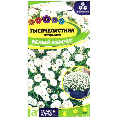 Тысячелистник птармика Белый жемчуг