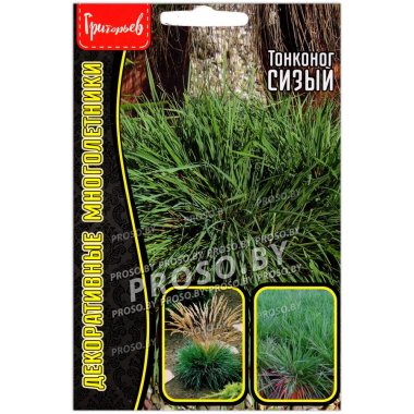 Тонконог Сизый
