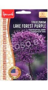 Трахелиум Lake forest purple