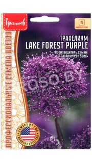 Трахелиум Lake forest purple