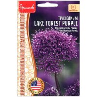 Трахелиум Lake forest purple